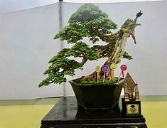 Bonsai Serut 5 Miliar